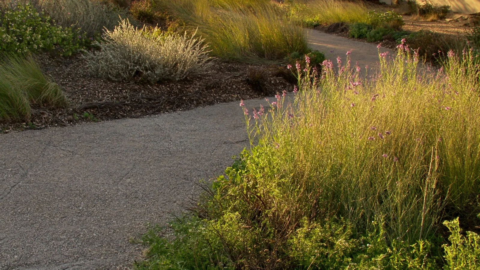 Decomposed-granite path through a xeric Texas front yard at golden hour.