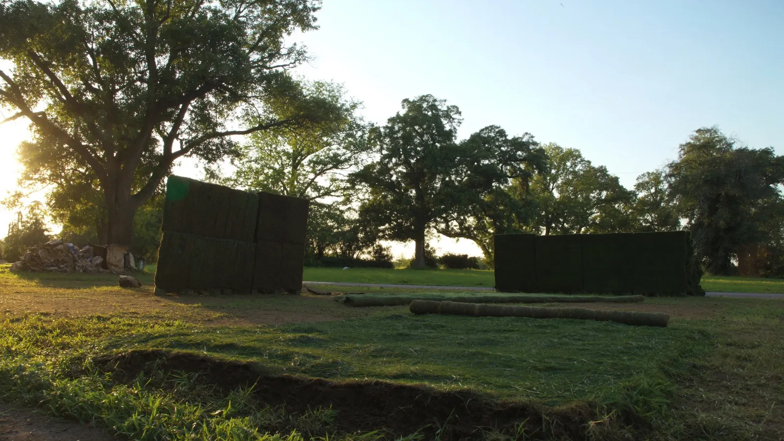 Freshly-laid Bermuda sod pallets being unrolled on a north-Texas yard.
