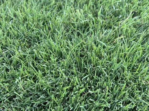 Latitude 36® Bermuda, Pallet