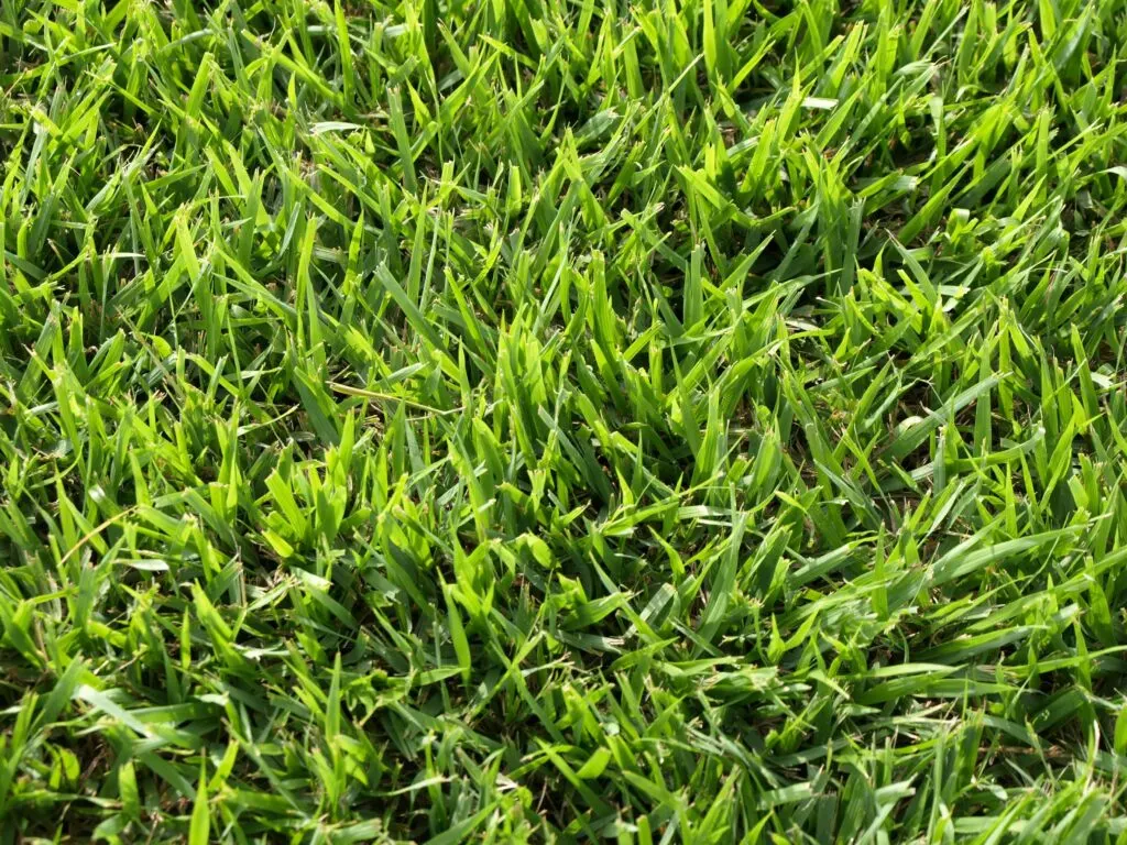 Palisades Zoysia, Pallet