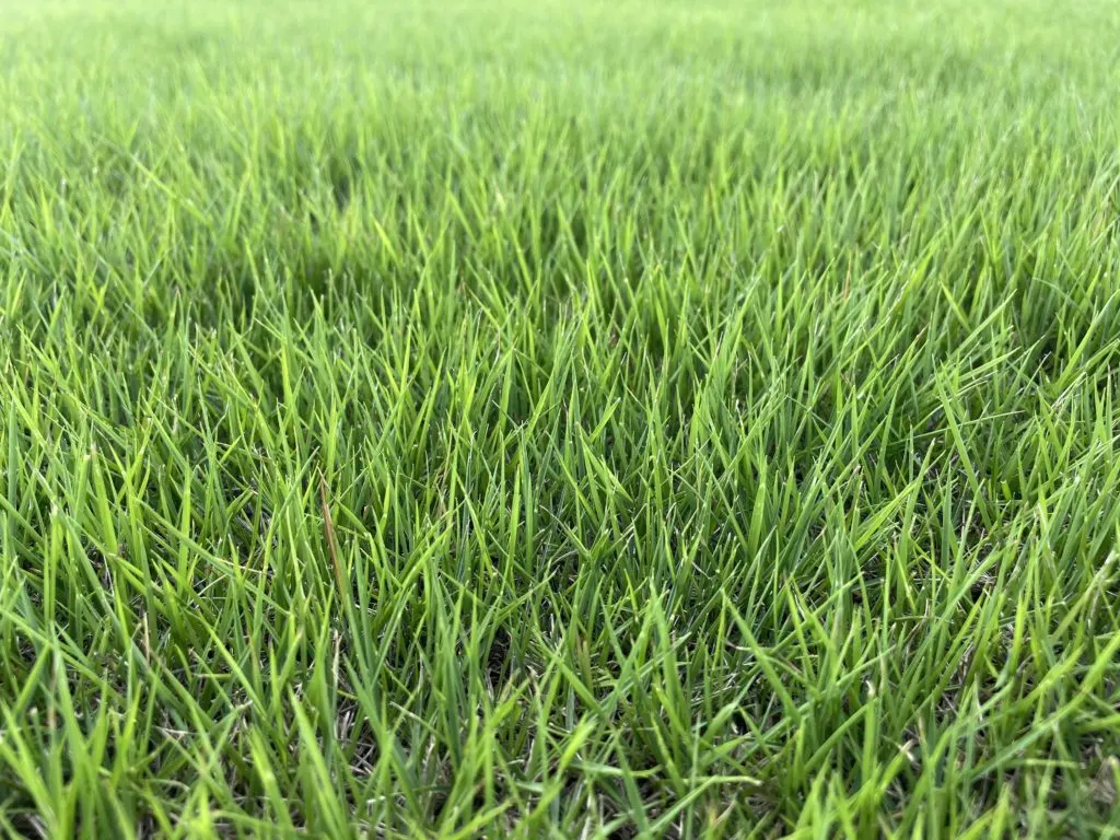 Zorro Zoysia, Pallet