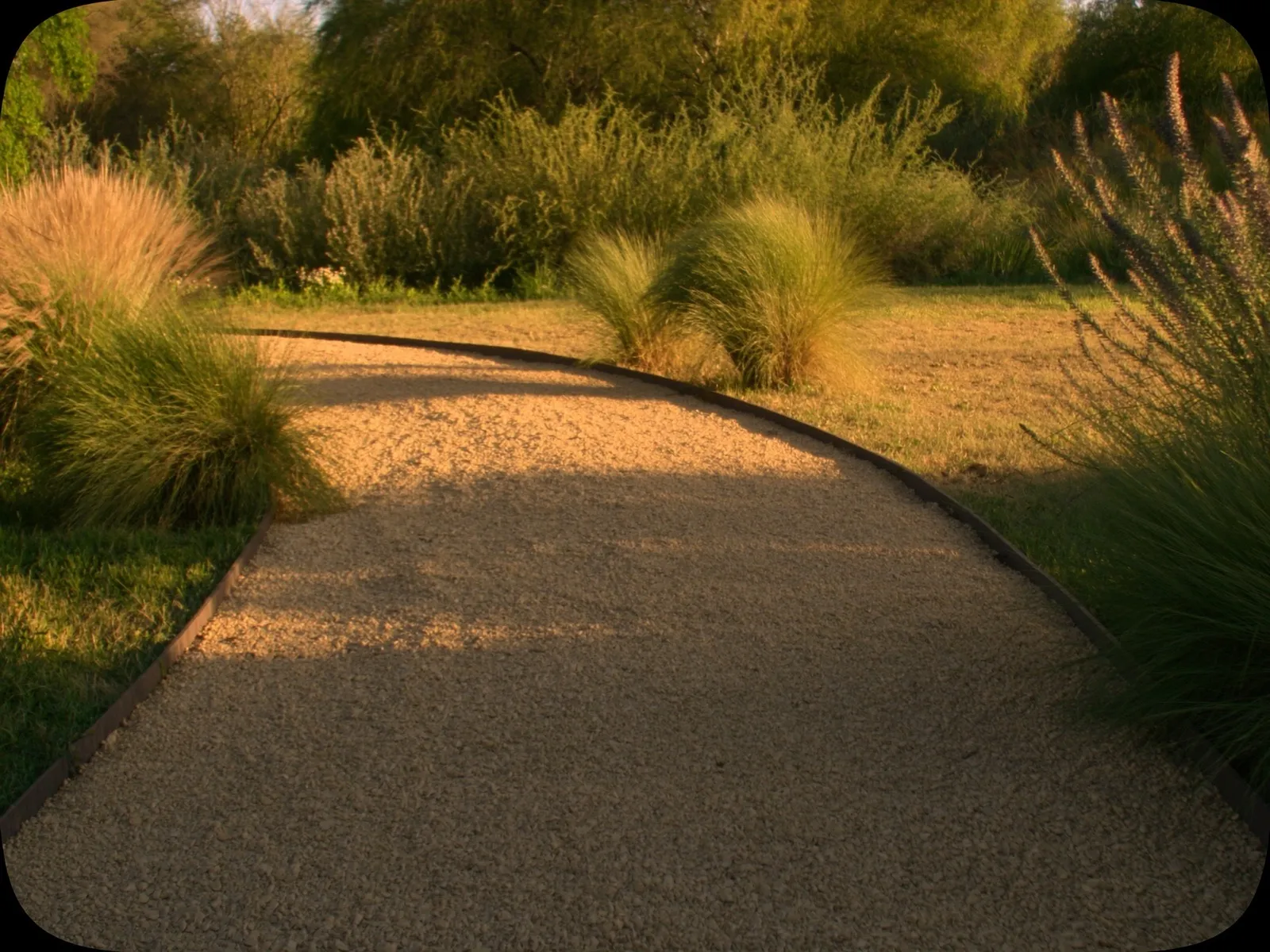 Decomposed granite path winding through a Texas xeriscape garden with native grasses, agave, and salvia at golden hour